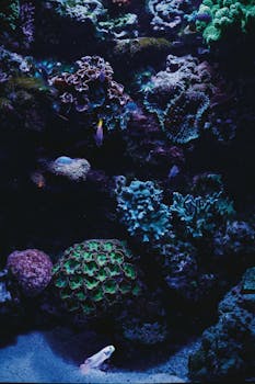 Scuba diving community